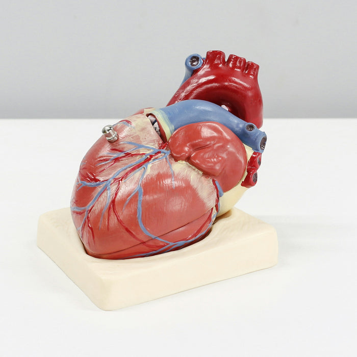 Heart model