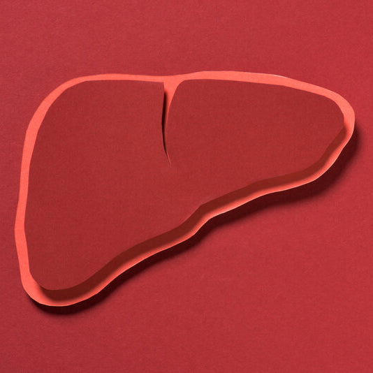 3D human liver